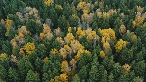 Top view autumn forest, fall woodland aerial. Fly over green and yellow treetops Stock Footage 142002783