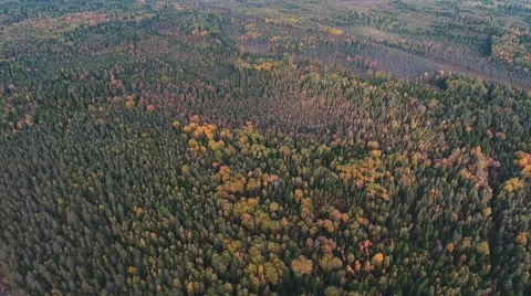 Top view of the autumn forest 스톡 동영상 68210046