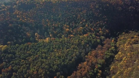 Top view of autumn forest Stock Footage 118909486