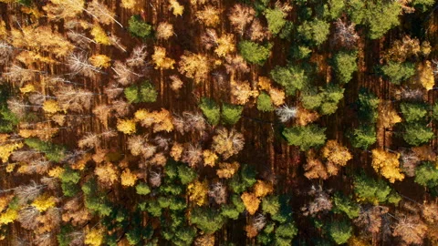 Top view of the autumn forest Stock Footage 171702693
