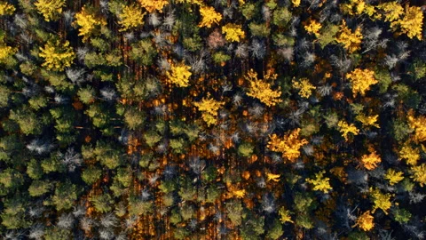 Top view of the autumn forest Stock Footage 173451310