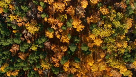 Top view of the autumn forest Stock Footage 173470389