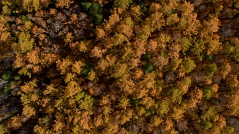 Top view of the autumn forest Stock Footage 173556552