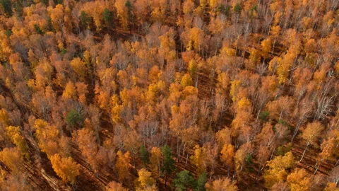Top view of the autumn forest Stock-Footage 173580871