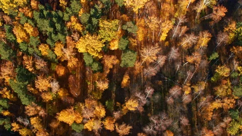 Top view of the autumn forest Stock Footage 177687491