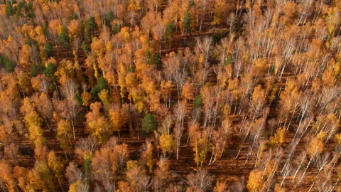 Top view of the autumn forest Stock Footage 177792531