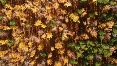 Top view of the autumn forest Video stock 180708349