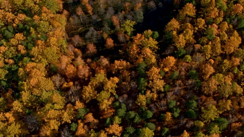 Top view of the autumn forest Stock Footage 194114760