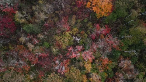 Top view of autumn in the forest. Mixed forest, yellow and red trees in Canada Stock Footage 254374529