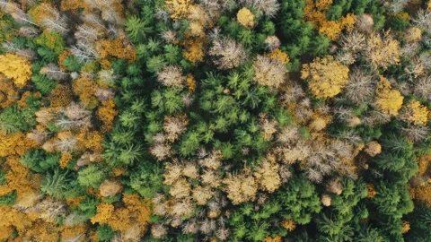Top view autumn mixed forest, fall woodland aerial drone shot. Fly over treetops Stock Footage 142002402