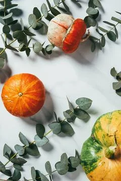 Top view autumn pumpkins eucalyptus Stock Photos