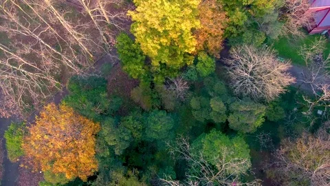 Top View of Autumn Tree Stock Footage 82302822