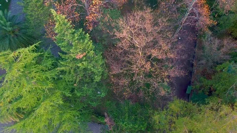 Top View of Autumn Tree Stock Footage 82302888