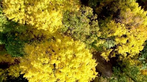 Top view of autumn tree tops with yellow fall foliage Video stock 287942909