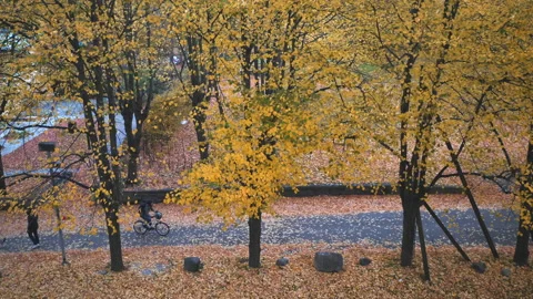 Top view of autumn trees at the park with people Video stock 180052596