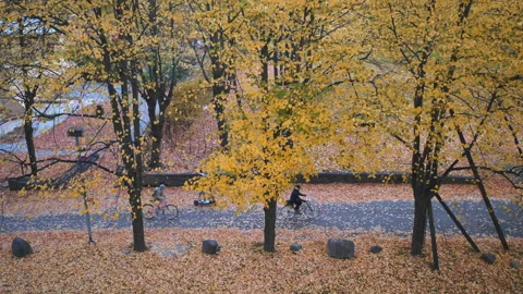 Top view of autumn trees at the park with people. Beautiful autumn colorful Stock Footage 180053933
