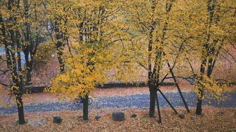 Top view of autumn trees in town. Beautiful autumn colorful nature view Video stock 180044448