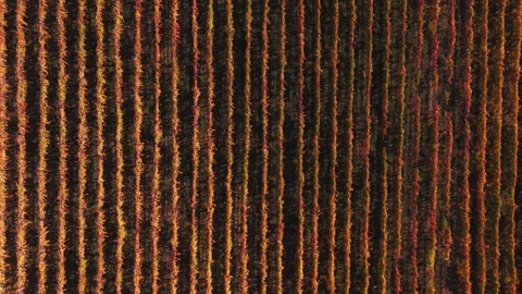 Top View of Autumn Vineyard Rows with Colorful Leaves Pattern Stock Footage 328117830