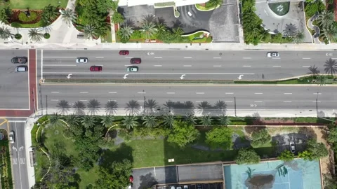 Top View of Avenue Lined with Palm Trees Stock Footage 253002819