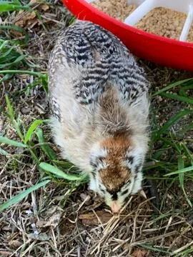 Top view of a Baby Easter egger chick in the backyard Stock-Fotos