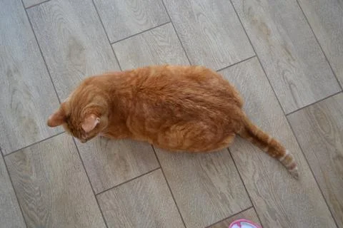 Top view on the back of a big red tabby cat that lies on the floor. Stock Photos
