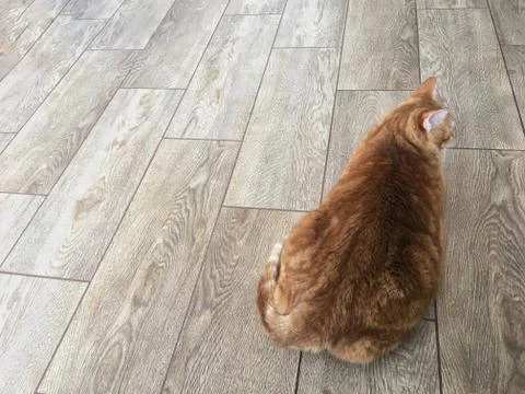 Top view on the back of a big red tabby cat that lies on the floor. Stock Photos
