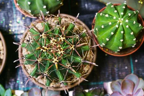 Top view background and pattern of desert tree cactus and potted succulents. Stockfoto's