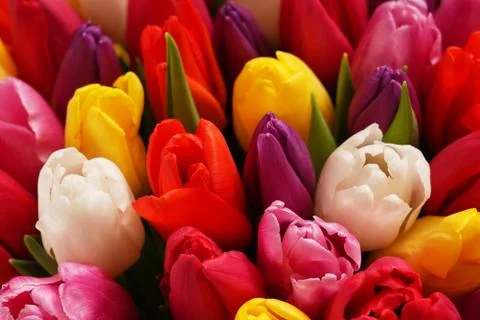 Top view background of bright multicolored tulips Stock Photos