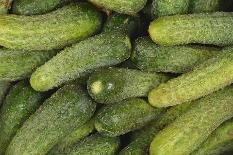 Top view background of fresh raw green gherkin cucumbers Stock Photos