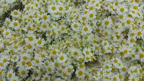 Top view of a background of matricaria daisy bushes Stock Footage 306638403
