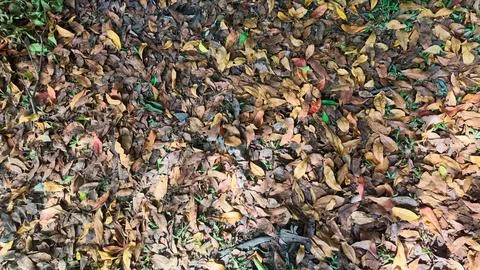 Top View Background Texture of Dry Fallen Leaves Covering the Forest Ground Stock Photos