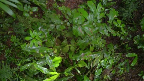 Top view background of a tropical forest floor covered in different plants Stock Footage 151279591