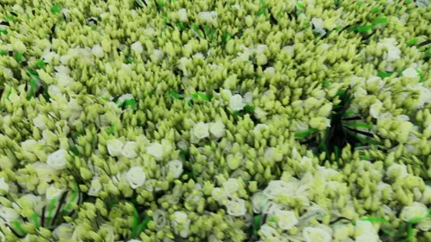 Top view of the background of white eustoma flowers Stock Footage 306638623