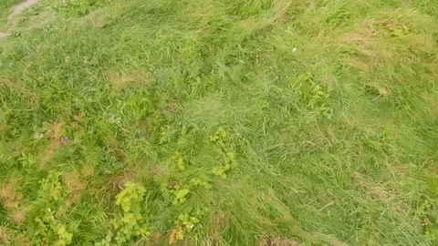 Top view of a bald man standing in the grass. Full shot. Stock Footage 115132719