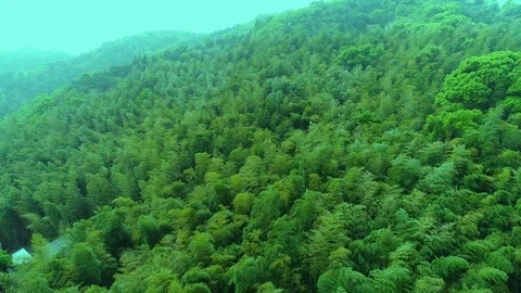 Top  view of bamboo forest Stock Footage 96049098