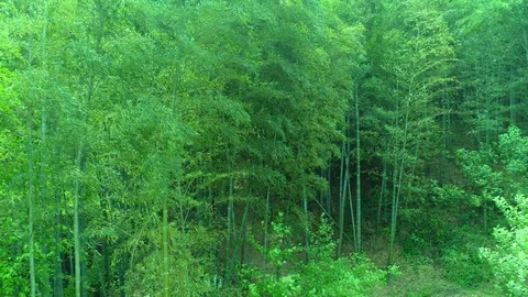 Top  view of bamboo forest Vídeos de archivo 96049268