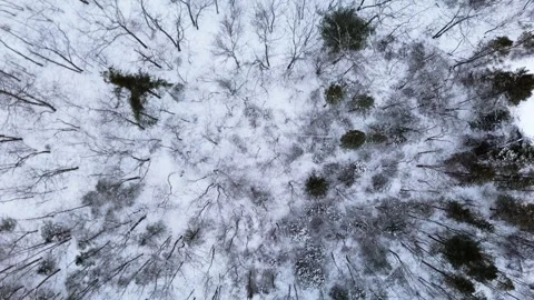 Top View Of Bare Trees In Snow-Covered Winter Forest Near Halifax, Canada Video stock 308814627