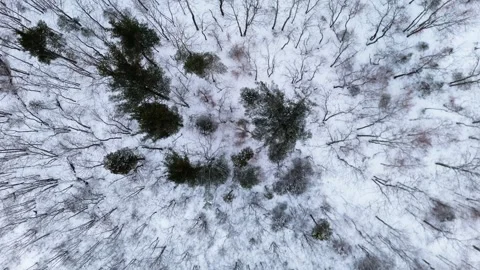 Top View Of Bare Trees In Snowy Forest - Winter In Halifax, Nova Scotia Stock Footage 308814466