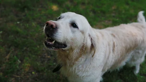 Top view of barking labrador Stock Footage 113951203