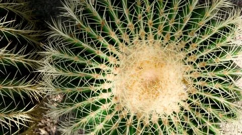 Top View Barrel Cactus Pattern Stock Photos