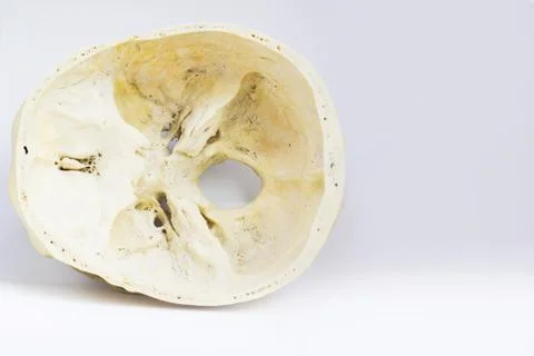 Top view of base of the human skull showing sphenoid bone and foramen magnum  Stock Photos