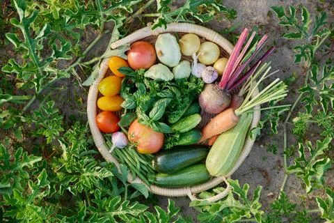 Top view of basket with many different vegetables herbs Stock Photos