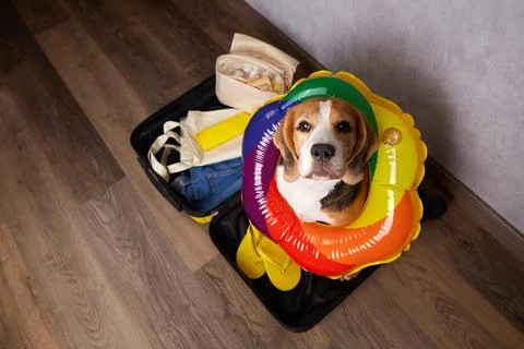 Top view of beagle in suitcase wearing colorful swim ring with travel items Stock Photos