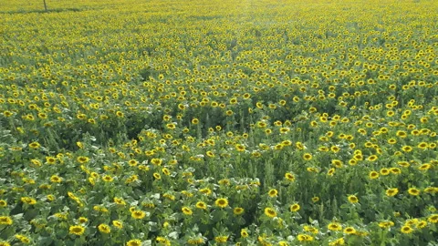 Top view of Beatiful Summer sunflower field Stock Footage 157580455