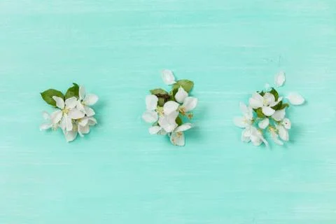 Top view on beautiful apple tree flowers on turquoise wooden background. Spri Stock Photos