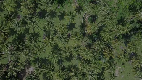 Top view of beautiful coconut trees pattern in tropical island Video stock 113746910