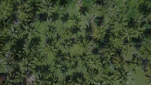 Top view of beautiful coconut trees pattern in tropical island Stock Footage 113747124