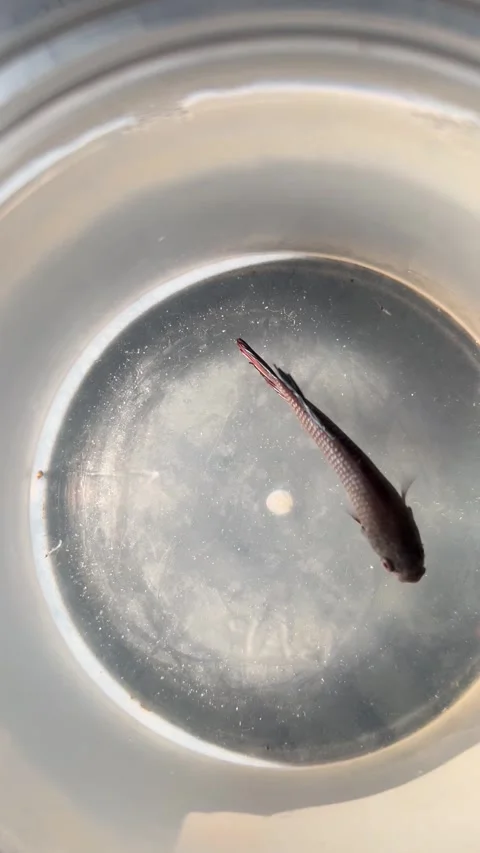 Top View of a Beautiful Dark Crowntail Betta Fish Swimming in a Small Glass Bowl 库存影片 340990128
