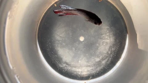 Top View of a Beautiful Dark Crowntail Betta Fish Swimming in a Small Glass Bowl 库存影片 340990129