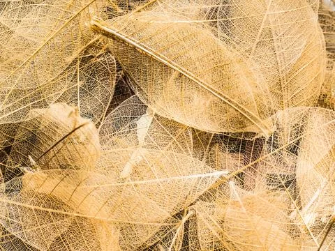 Top view of beautiful decorative skeleton transparency leaves beautiful tex.. Stock Photos